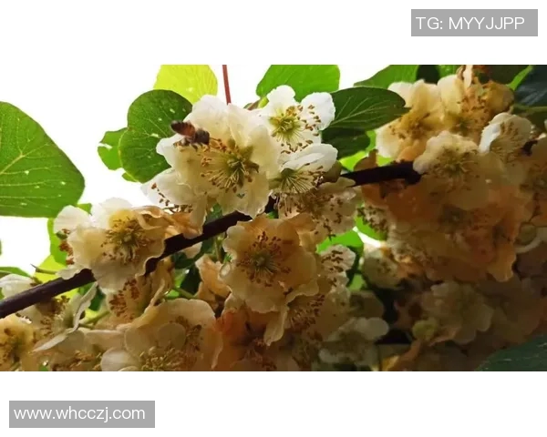 杭州排球队实力分析：聚焦技术与团队协作的完美结合